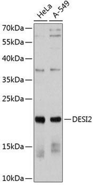 Anti-DESI2 Antibody (CAB12129)