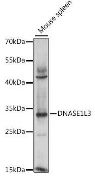 Anti-DNASE1L3 Antibody (CAB15608)
