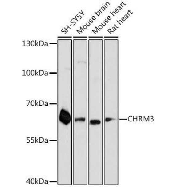 Anti-CHRM3 Antibody (CAB1602)