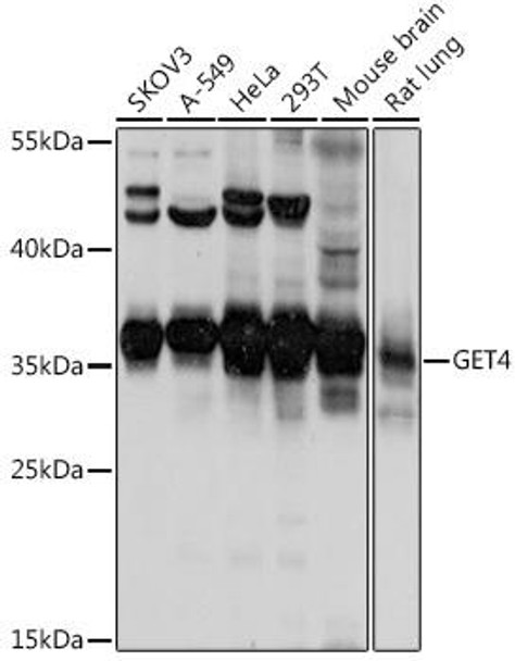 Anti-GET4 Antibody (CAB16190)