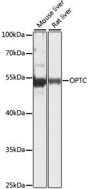 Anti-OPTC Antibody (CAB16514)