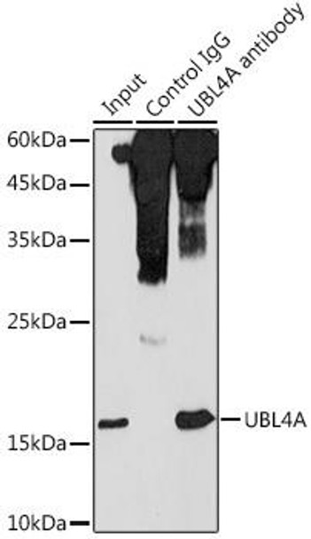Anti-UBL4A Antibody (CAB4211)