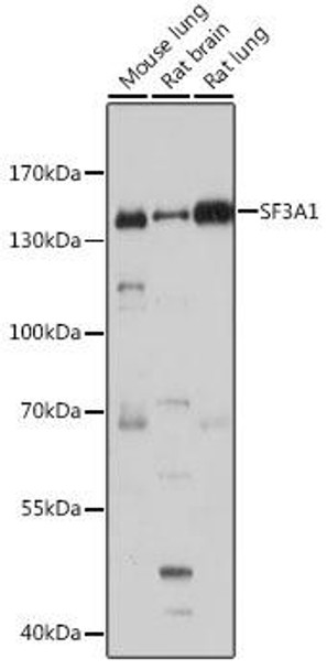 Anti-SF3A1 Antibody (CAB4399)