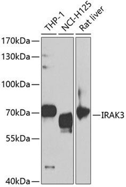 Anti-IRAK3 Antibody (CAB5467)