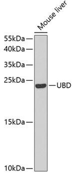 Anti-UBD Antibody (CAB5491)