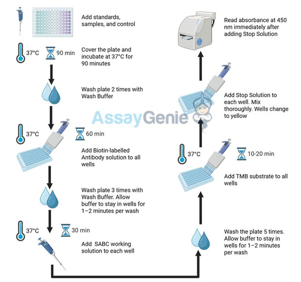 {"image_name": "Assay Protocol", "image_description": "Step-by-step workflow of the sandwich ELISA: add standards and samples, incubate at 37\u00b0C, wash, add detection antibody and SABC, develop with TMB, then read absorbance at 450 nm."}