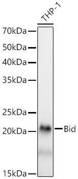 Anti-Bid [ARC59702] Monoclonal Antibody -Knockout Validated (CAB23234)