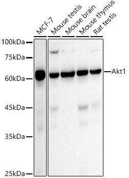 Anti-AKT1 [ARC51585] Monoclonal Antibody (CAB22770)