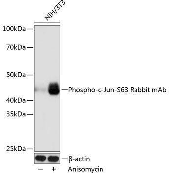 Anti-Phospho-c-Jun-S63 [ARC0051] Monoclonal Antibody (CABP0105)