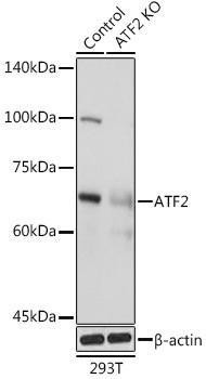 Anti-[KO Validated] ATF2 Antibody (CAB2155)