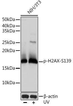 Anti-Phospho-Histone H2AX-S139 [ARC0110] Monoclonal Antibody (CABP0687)