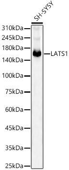 Anti-LATS1 [ARC56891] Monoclonal Antibody (CAB22287)