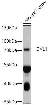 Anti-DVL1 Antibody (CAB10536)