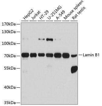 Anti-Lamin B1 Antibody -Knockout Validated (CAB1910)