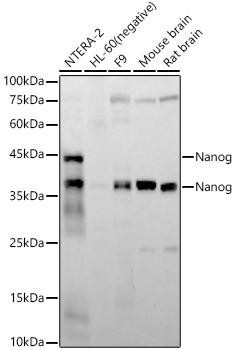 Anti-Nanog [ARC58438] Monoclonal Antibody (CAB22625)
