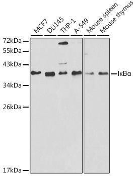 Anti-IkappaBalpha Antibody -Knockout Validated (CAB11397)