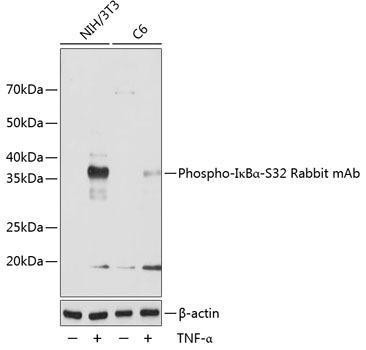Anti-Phospho-IkappaBalpha-S32 [ARC0147] Monoclonal Antibody (CABP0707)