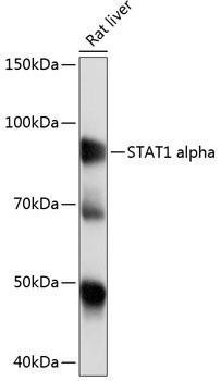 Anti-STAT1 [ARC0042] Monoclonal Antibody (CAB19563)