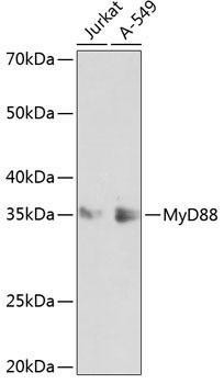 Anti-MyD88 Monoclonal Antibody -Knockout Validated (CAB19082)