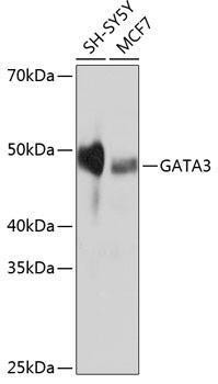 Anti-GATA3 Monoclonal Antibody (CAB19636)