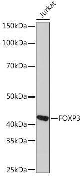 Anti-FOXP3 [ARC1159] Monoclonal Antibody (CAB4953)