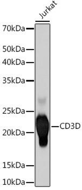 Anti-CD3D Antibody (CAB9770)