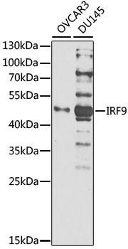Anti-IRF9 Polyclonal Antibody (CAB21331)
