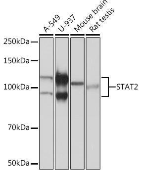 Anti-STAT2 [ARC51796] Monoclonal Antibody (CAB3588)