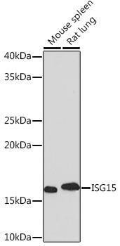 Anti-ISG15 [ARC53794] Monoclonal Antibody (CAB2416)