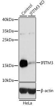 Anti-IFITM3 Antibody -Knockout Validated (CAB13070)
