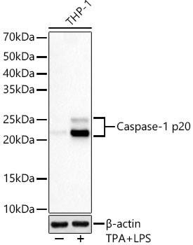 Anti-Caspase-1 p20 [ARC60705] Monoclonal Antibody (CAB23429)