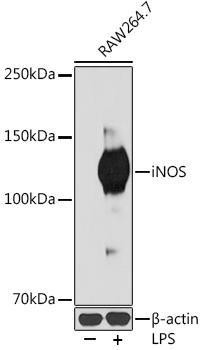 Anti-iNOS [ARC0832] Monoclonal Antibody (CAB3774)