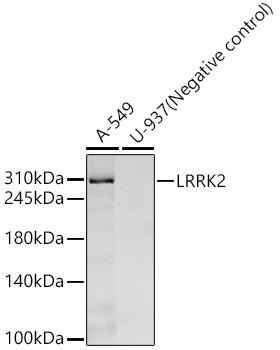 Anti-LRRK2 [ARC55202] Monoclonal Antibody (CAB22759)