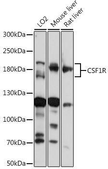 Anti-CSF1R Antibody (CAB3019)