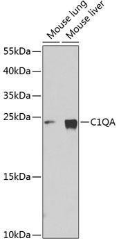 Anti-C1QA Antibody (CAB1821)