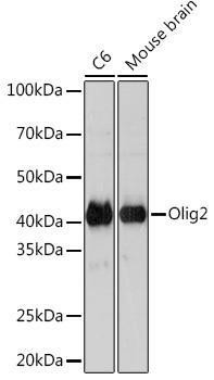 Anti-Olig2 [ARC1032] Monoclonal Antibody (CAB4555)