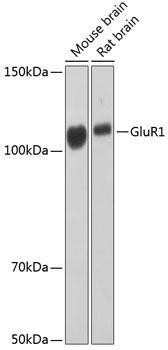Anti-GluR1/GRIA1 [ARC0657] Monoclonal Antibody (CAB11643)