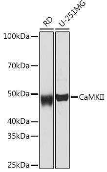 Anti-CaMKII [ARC53334] Monoclonal Antibody (CAB0186)