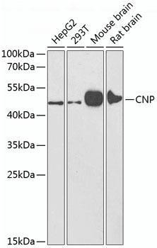 Anti-CNPase Antibody (CAB1018)