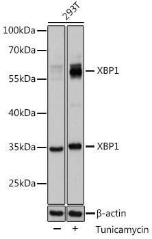 Anti-XBP1 Antibody (CAB1731)
