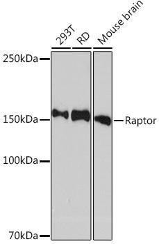 Anti-Raptor [ARC1375] Monoclonal Antibody (CAB8992)