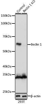 Anti-Beclin 1 Antibody -Knockout Validated (CAB7353)