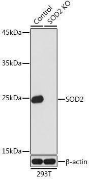Anti-SOD2 Antibody -Knockout Validated (CAB1340)