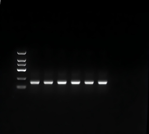 GenieLadder DNA Loading Buffer