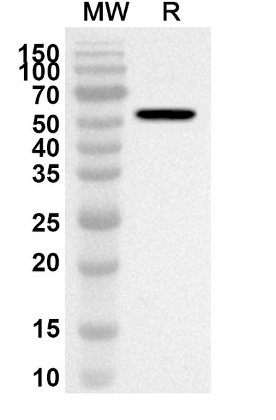 Anti-Adalimumab Polyclonal Antibody