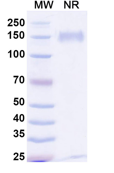 Anti-FMC63 scFv Monoclonal Antibody [SAA1996]
