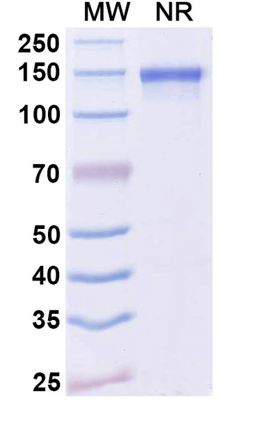 Anti-Dupilumab Neutralizing Antibody [SAA2182]