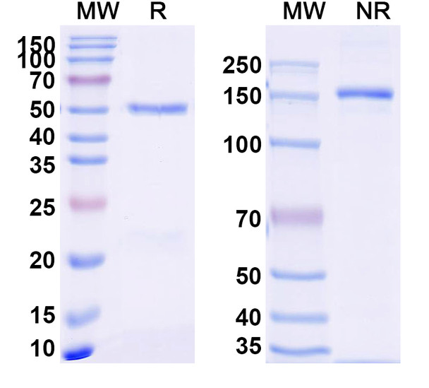 Anti-Nivolumab Neutralizing Antibody [SAA2246]