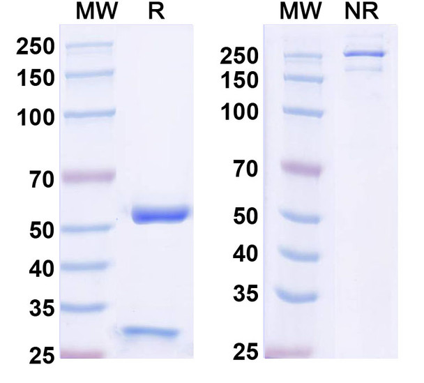 Anti-Nivolumab Neutralizing Antibody [SAA2575]