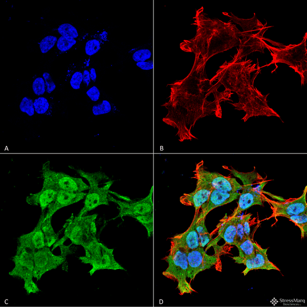 Immunocytochemistry/Immunofluorescence analysis using Mouse Anti-Alpha A Crystallin Monoclonal Antibody, Clone 1H3.B8 (STMA00025). Tissue: Neuroblastoma cell line (SK-N-BE). Species: Human. Fixation: 4% Formaldehyde for 15 min at RT. Primary Antibody: Mouse Anti-Alpha A Crystallin Monoclonal Antibody (STMA00025) at 1:100 for 60 min at RT. Secondary Antibody: Goat Anti-Mouse ATTO 488 at 1:100 for 60 min at RT.